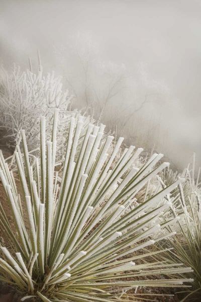 CO, Pike NF Soapweed yucca covered in hoarfrost
